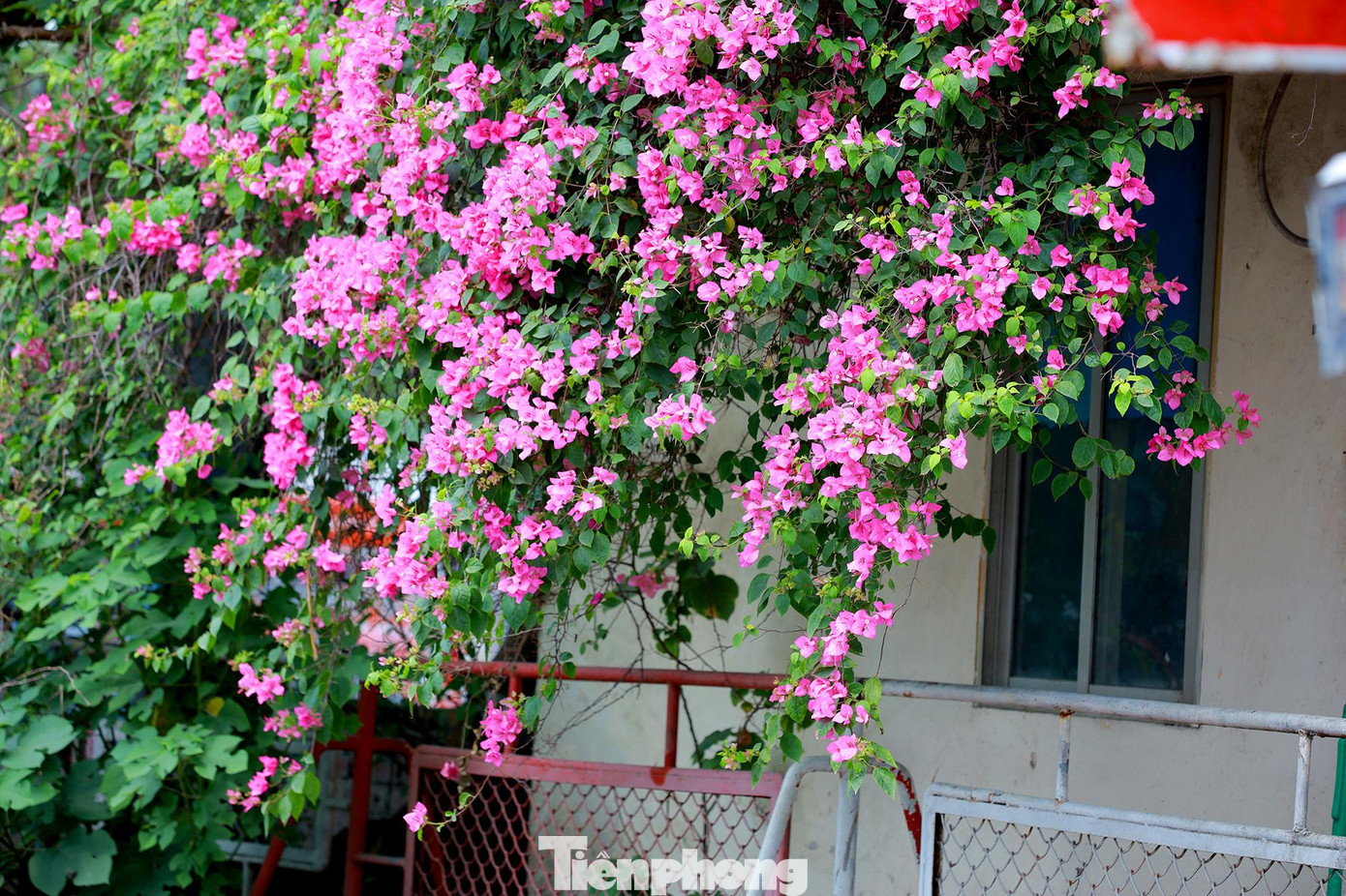 Ở Hà Nội, hoa giấy có thể bắt gặp được trồng khắp mọi nơi như nhà riêng, công viên, trường học, dải phân cách, vỉa hè. Ở Hà Nội, hoa giấy có thể bắt gặp được trồng khắp mọi nơi như nhà riêng, công viên, trường học, dải phân cách, vỉa hè.