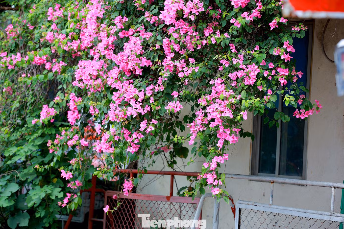Ở Hà Nội, hoa giấy có thể bắt gặp được trồng khắp mọi nơi như nhà riêng, công viên, trường học, dải phân cách, vỉa hè.