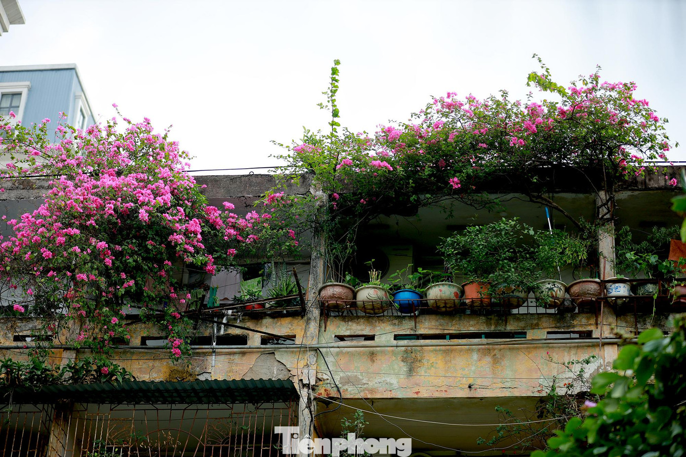 Trong ký ức của nhiều người Hà Nội, hoa giấy gắn liền với những ngôi nhà cũ kỹ hoặc những khu tập thể lâu năm. Những cây hoa giấy điểm tô cho những căn nhà tập thể thêm sinh động, lãng mạn hơn. Trong ký ức của nhiều người Hà Nội, hoa giấy gắn liền với những ngôi nhà cũ kỹ hoặc những khu tập thể lâu năm. Những cây hoa giấy điểm tô cho những căn nhà tập thể thêm sinh động, lãng mạn hơn.