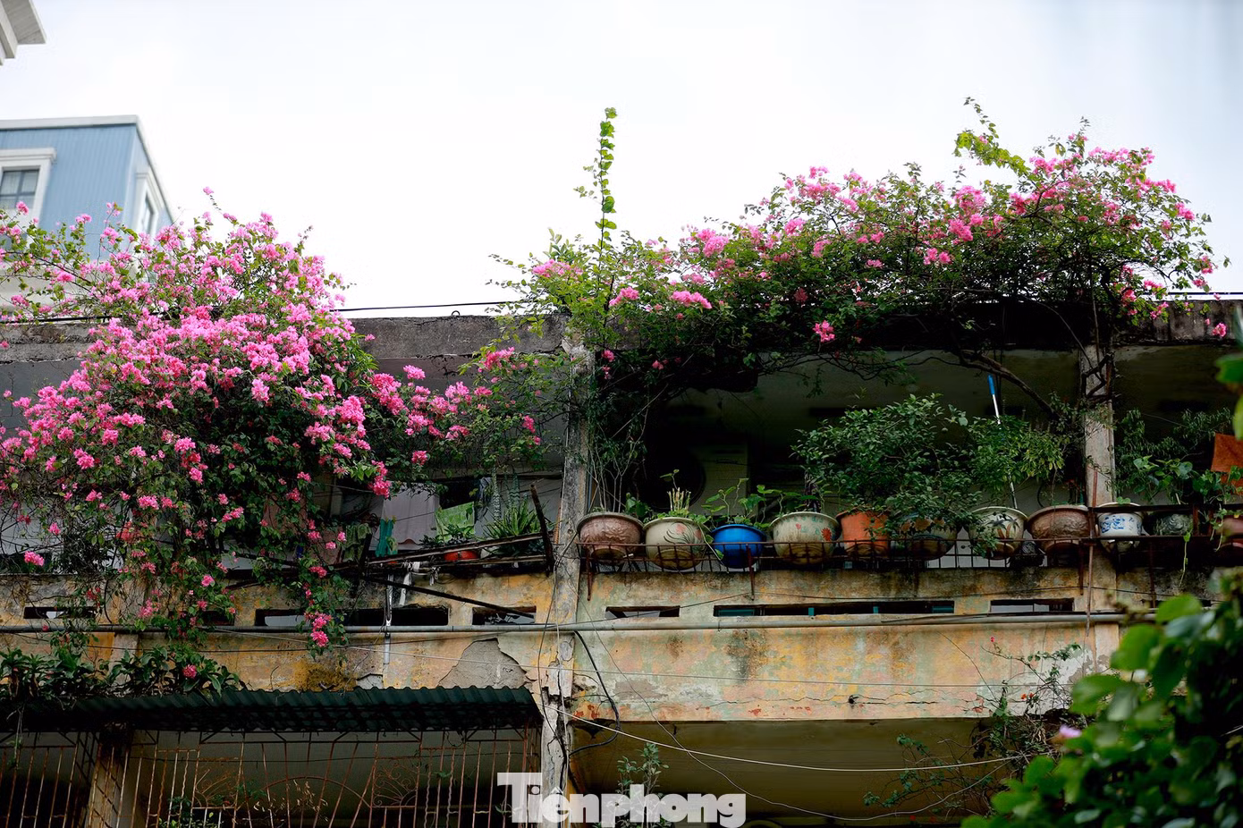 Trong ký ức của nhiều người Hà Nội, hoa giấy gắn liền với những ngôi nhà cũ kỹ hoặc những khu tập thể lâu năm. Những cây hoa giấy điểm tô cho những căn nhà tập thể thêm sinh động, lãng mạn hơn.