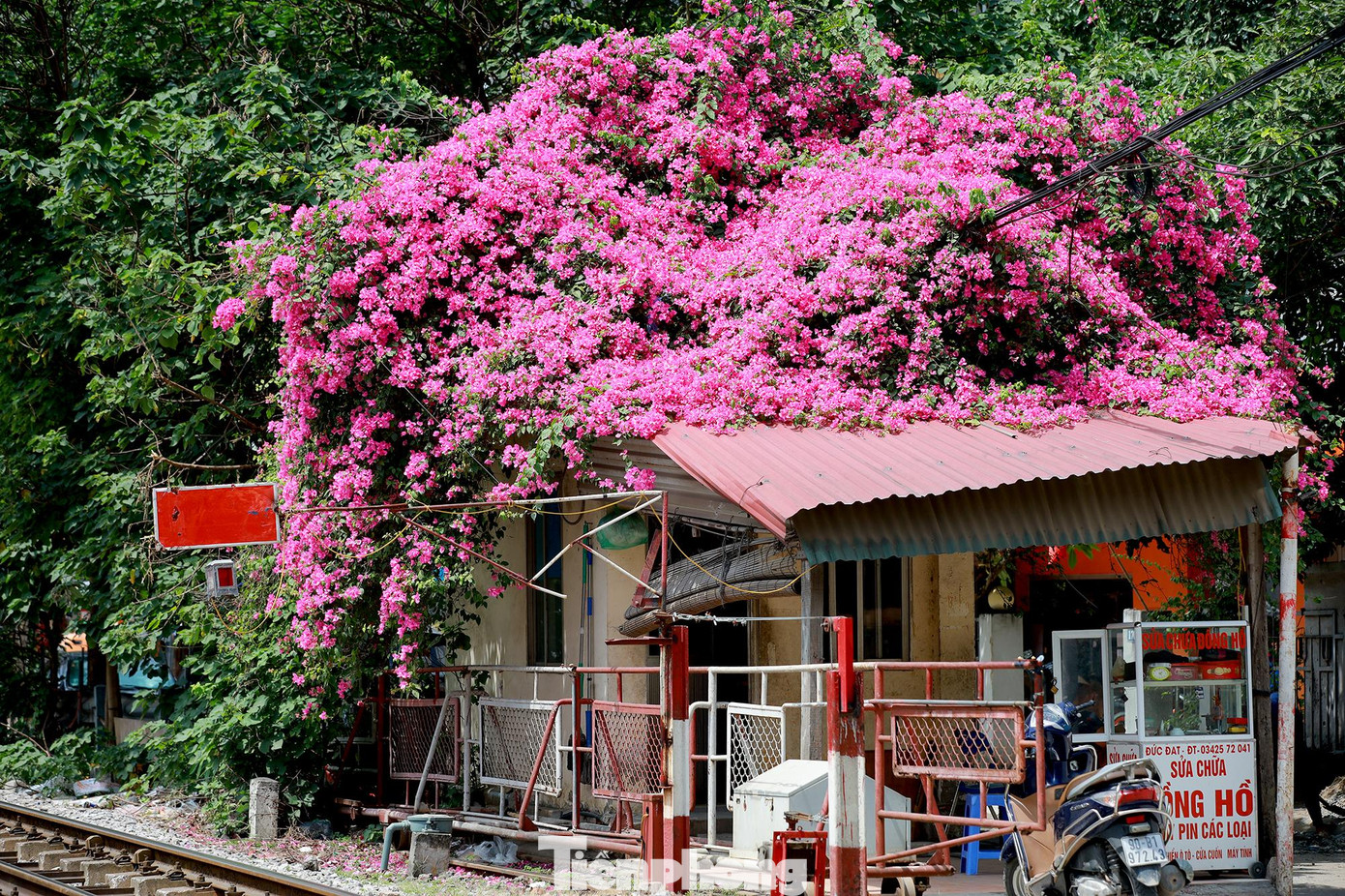 Cây hoa giấy có nguồn gốc từ miền Trung Nam Mỹ, loại cây này thích hợp với khí hậu nhiệt đới và cho hoa quanh năm. Cây hoa giấy có nguồn gốc từ miền Trung Nam Mỹ, loại cây này thích hợp với khí hậu nhiệt đới và cho hoa quanh năm.