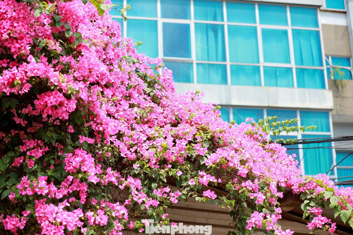 Những ngày chớm đầu hè, khắp những ngõ ngách của phố phường Hà Nội, chúng ta có thể bắt gặp những ngôi nhà cao tầng có ban công ngập tràn hoa giấy lãng mạn như thế này. Những ngày chớm đầu hè, khắp những ngõ ngách của phố phường Hà Nội, chúng ta có thể bắt gặp những ngôi nhà cao tầng có ban công ngập tràn hoa giấy lãng mạn như thế này.