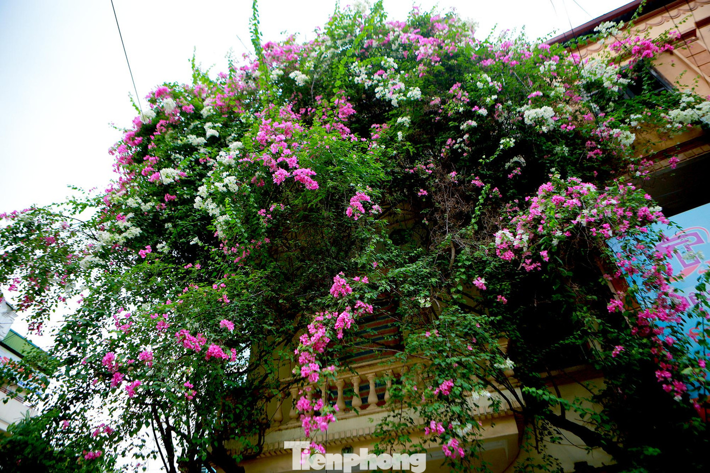 Hình ảnh ấn tượng trên con phố của Hà Nội, giàn hoa giấy khổng lồ ôm trọn lấy căn nhà nhỏ như điểm tô thêm cho những khung cửa thơ mộng. Hình ảnh ấn tượng trên con phố của Hà Nội, giàn hoa giấy khổng lồ ôm trọn lấy căn nhà nhỏ như điểm tô thêm cho những khung cửa thơ mộng.