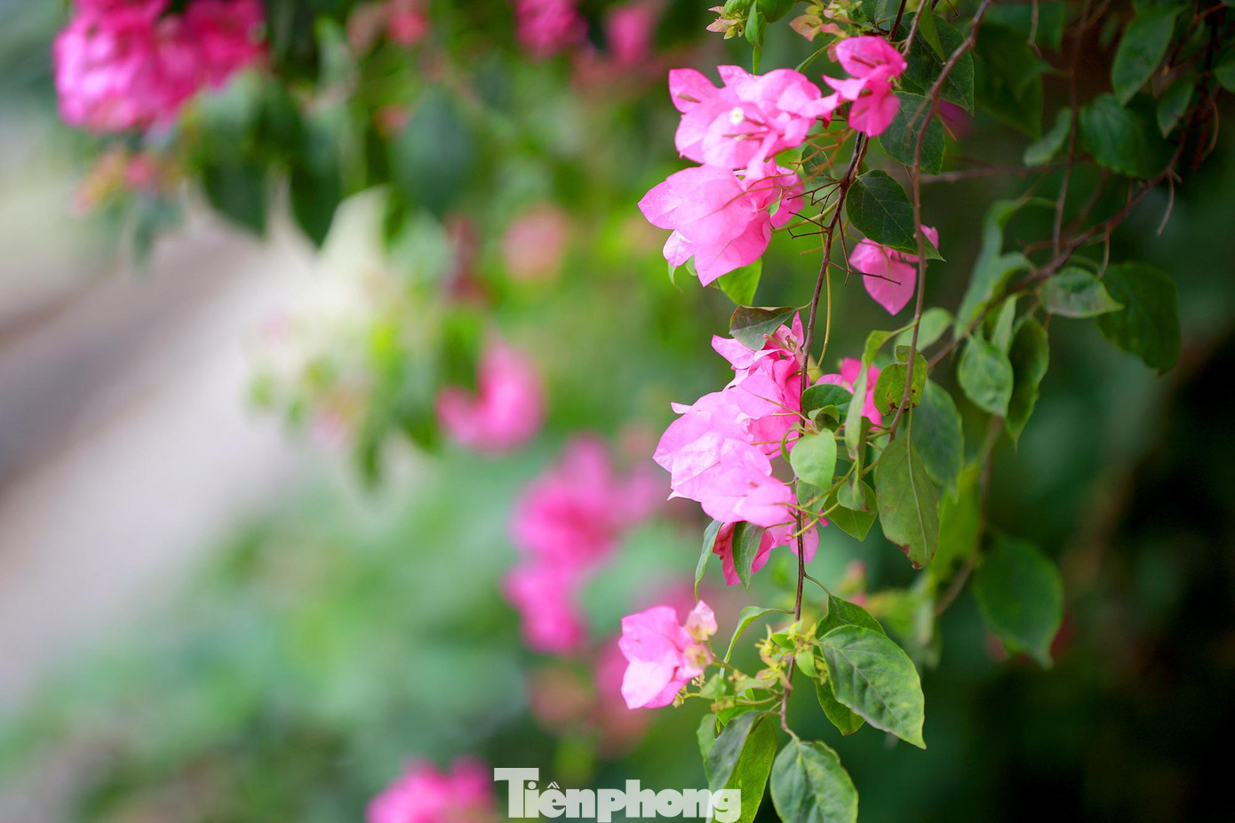 Nếu như hoa phượng, bằng lăng chỉ nở rộ vào một mùa nhất định trong năm thì ngược lại hoa giấy lại lặng lẽ quanh năm tô điểm cho phố phường Hà Nội. Nếu như hoa phượng, bằng lăng chỉ nở rộ vào một mùa nhất định trong năm thì ngược lại hoa giấy lại lặng lẽ quanh năm tô điểm cho phố phường Hà Nội.