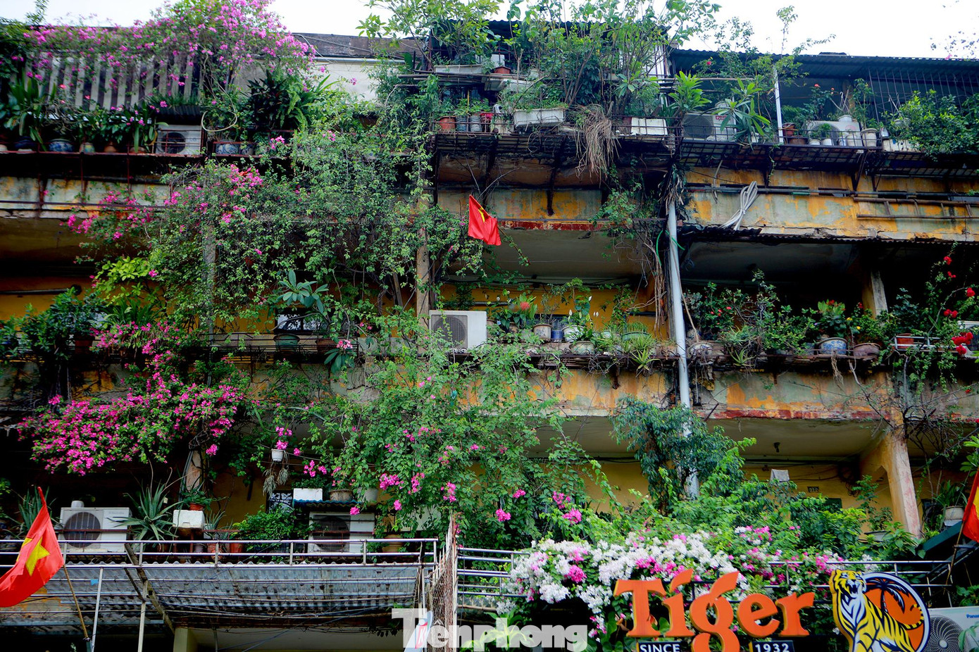 Vào mùa hè, nhất là từ tháng 5, hoa giấy rực rỡ trên khắp những con đường, ngõ nhỏ phố phường Hà Nội. Vào mùa hè, nhất là từ tháng 5, hoa giấy rực rỡ trên khắp những con đường, ngõ nhỏ phố phường Hà Nội.