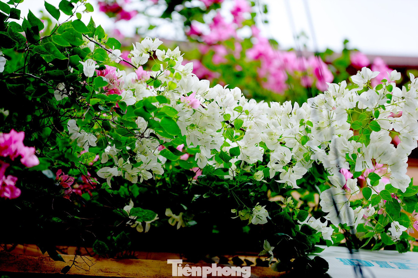 Cảnh vật xung quanh nhờ thế cũng trở nên nhẹ nhàng và lãng mạn hơn. Cảnh vật xung quanh nhờ thế cũng trở nên nhẹ nhàng và lãng mạn hơn.