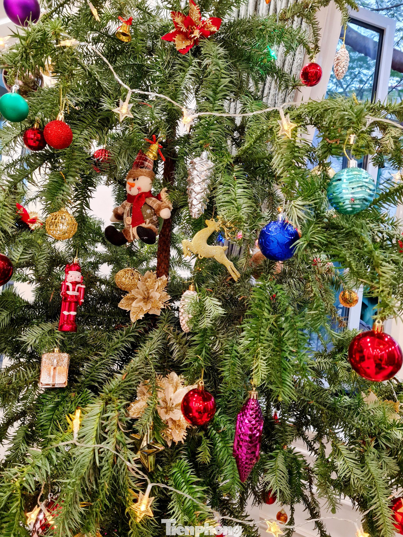 Những cây thông này nếu biết bảo quản và chăm sóc, có thể giữ sử dụng tươi tốt được trong 4-6 tuần.