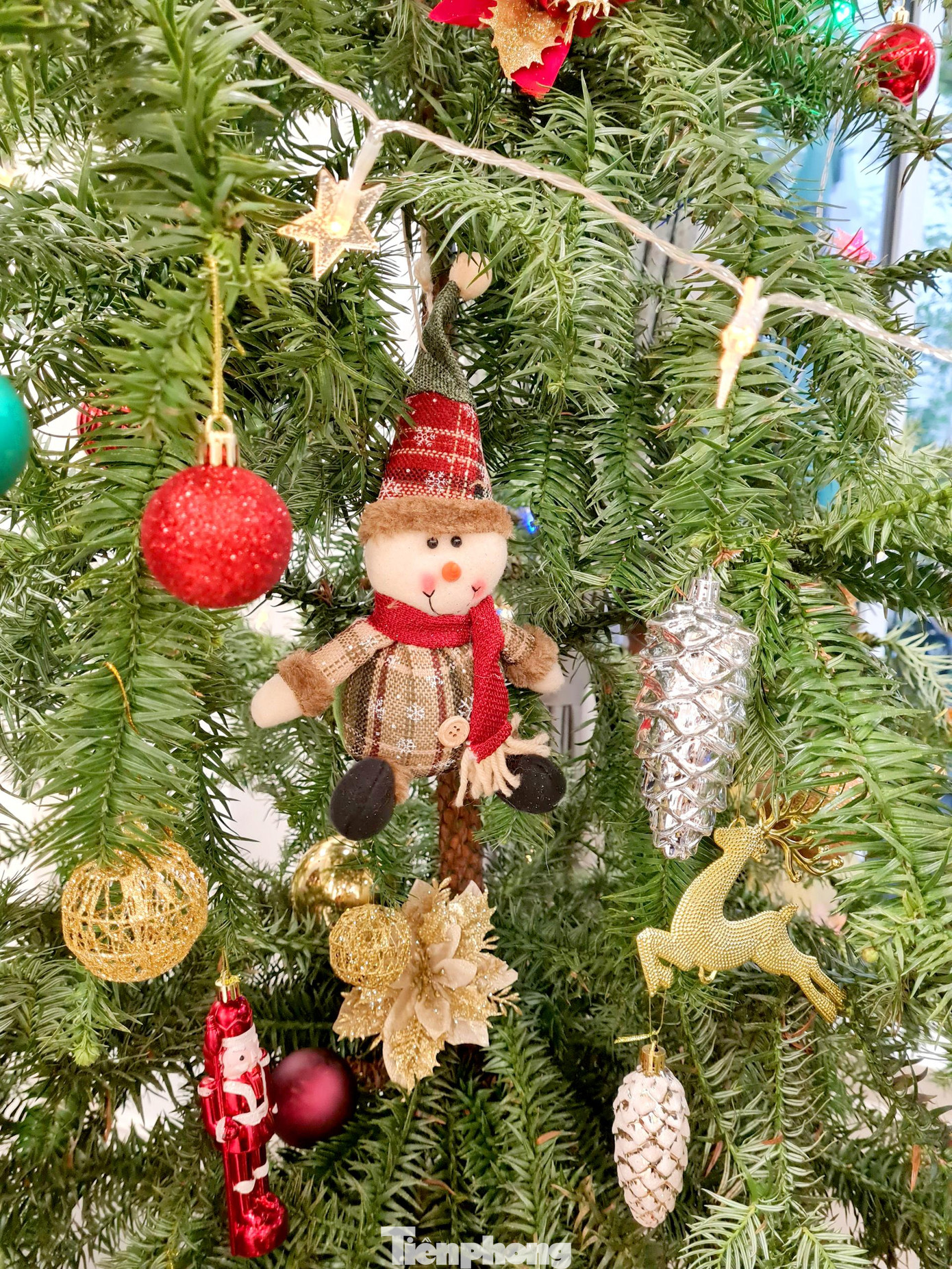 Khác với những cây thông nhựa - giả, những cây thông thật thường có màu xanh bóng, tán lá dày và rộng, cành và nhánh cứng nên có thể chịu được trọng lượng nặng của các vật trang trí lớn.