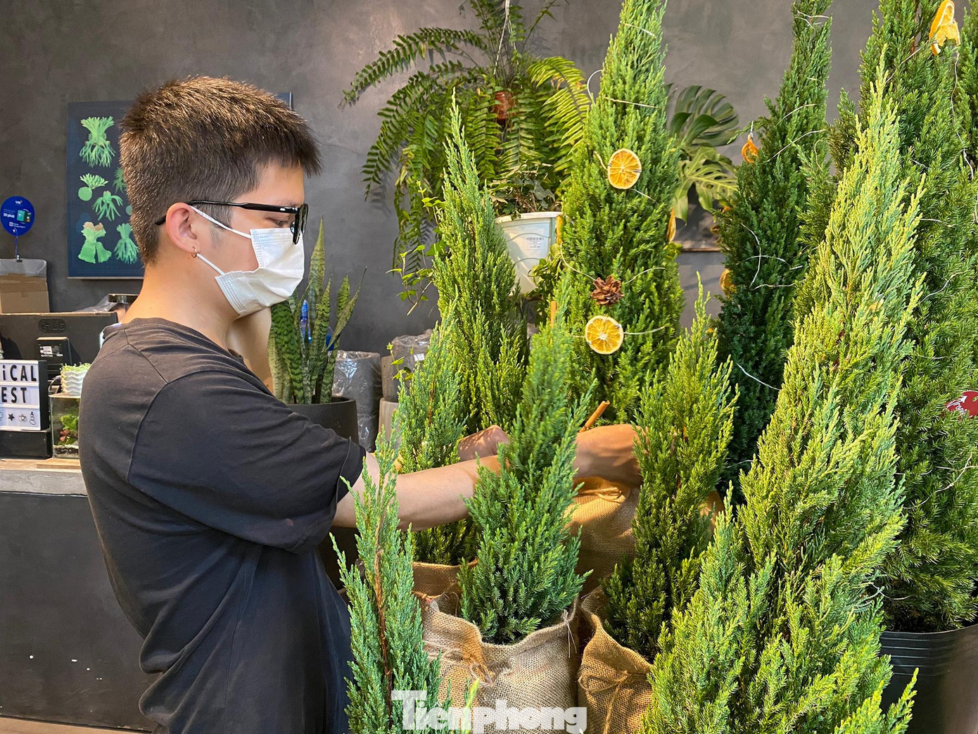 Khảo sát nhanh tại cửa hàng trên phố Nguyễn Văn Thuyết, quận Đống Đa, cây tùng tại đây có mức giá khá đa dạng. Những cây cao 60cm để bàn có giá từ 195.000 đồng/cây, cây cao khoảng 80cm có giá 395.000 đồng/cây, cây 1m5 có giá là 795.000 đồng/cây.