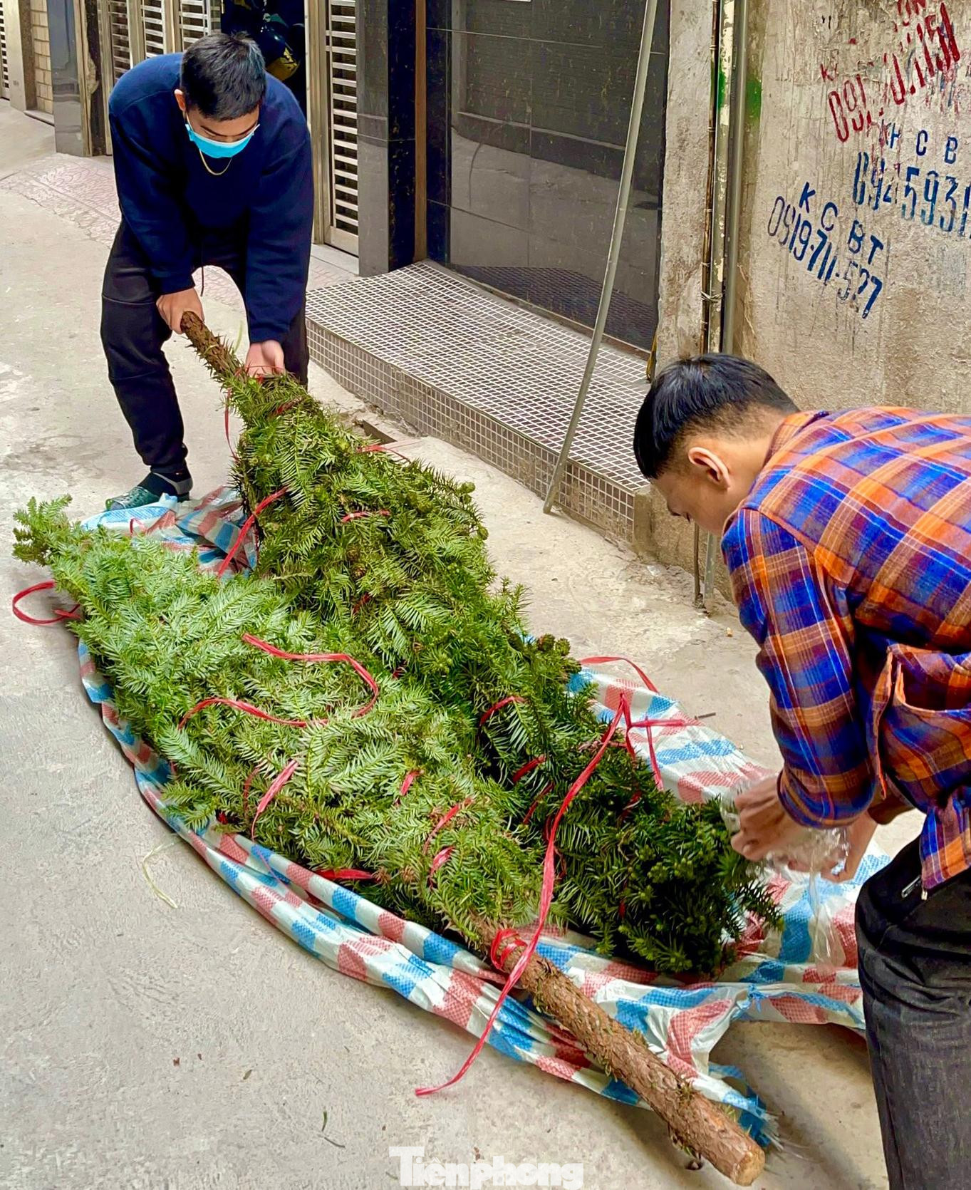 Năm nay trên thị trường cây thông Noel tươi đang được rao bán khá nhiều với đủ loại và kích thước bao gồm cả cây tươi nhập khẩu từ châu Âu.