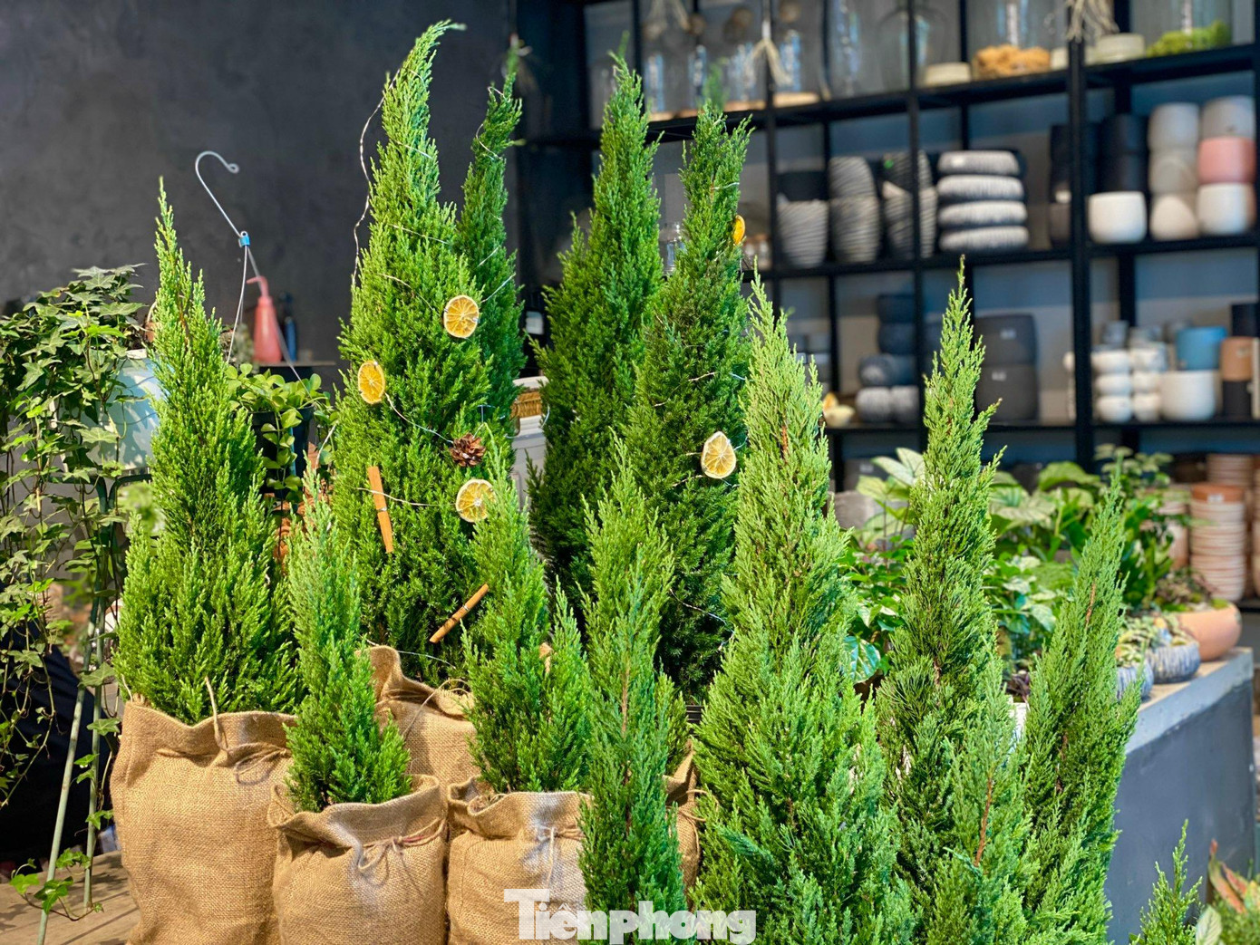 Nắm bắt được nhu cầu đó, các cửa hàng hoa đã nhập cây thông tươi, cây sơn tùng với số lượng lớn, đáp ứng đủ mọi nhu cầu của khách hàng.