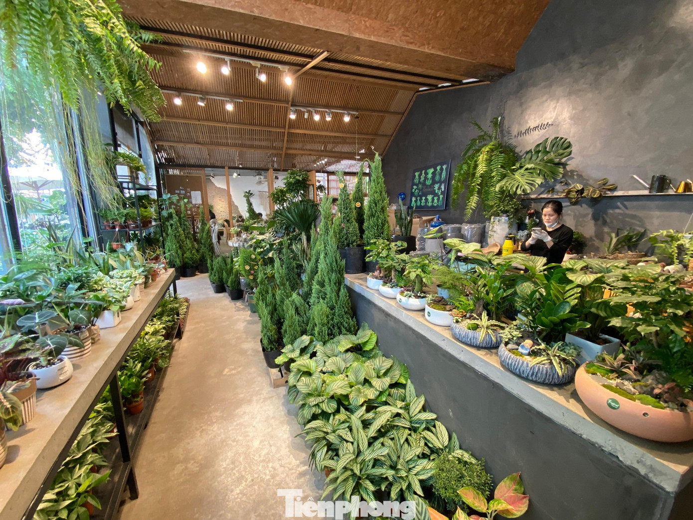 Gần 2 tuần nữa mới đến lễ Giáng sinh, song thị trường cây thông Noel đã sôi động, nhộp nhịp khách.