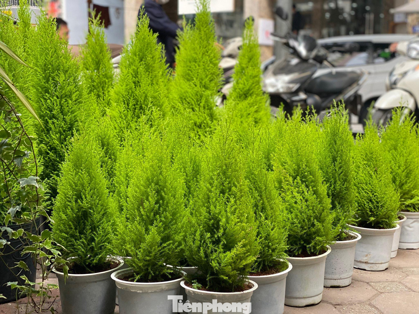 Những chậu tùng thơm đủ kích thước được bày bán tại đây có mức giá mềm hơn từ 150.000 đến 500.000 đồng/cây.