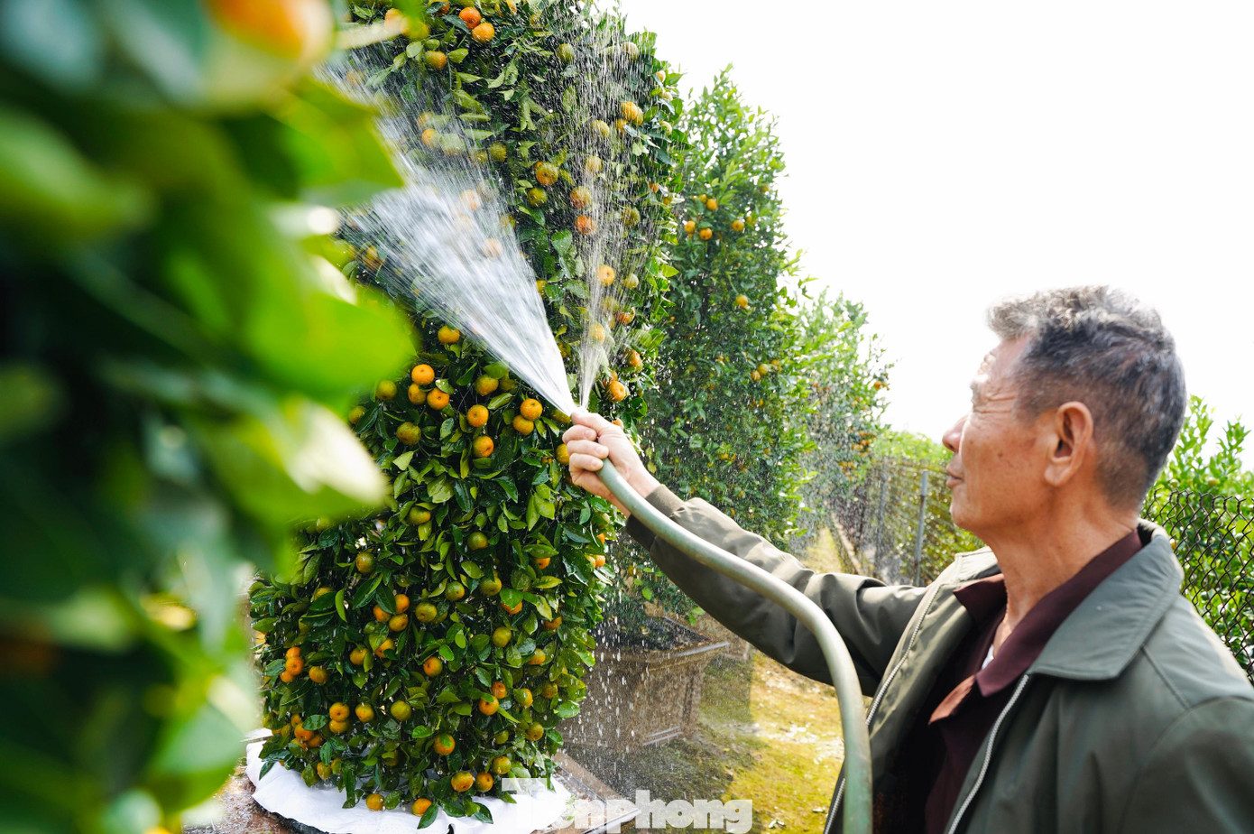 Theo khảo sát nhanh, cặp quýt lục bình khủng có giá khoảng 30 triệu đồng/cây, những cây nhỏ hơn có giá dao động từ 10-20 triệu đồng/cây.