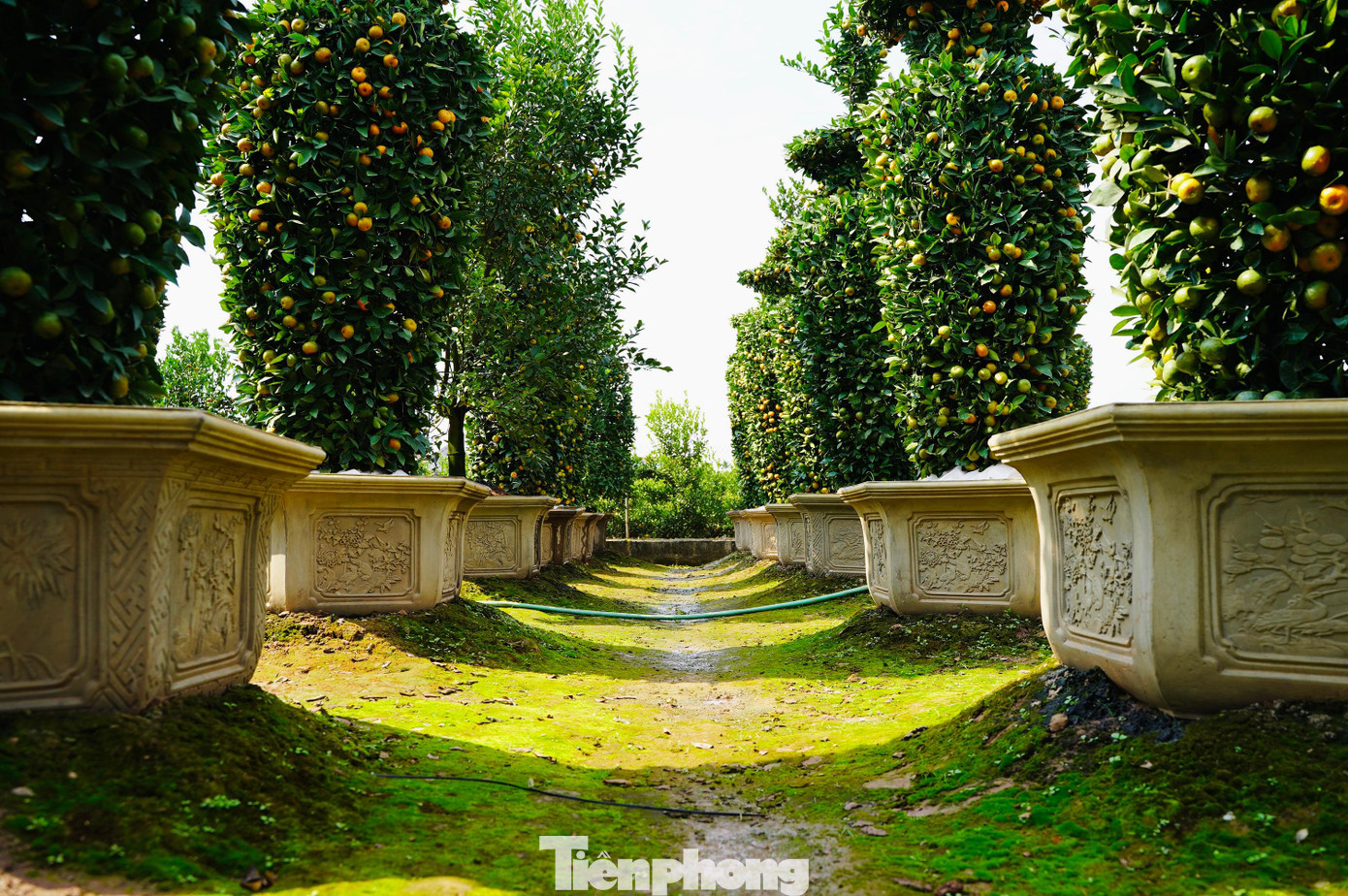 Việc gò và tạo dáng những cặp quýt khủng này không hề dễ dàng, trong vườn quýt có hàng trăm gốc nhưng có khi chỉ chọn được một vài gốc ưng ý để đánh lên chậu chăm sóc, nuôi dưỡng và tạo thế.