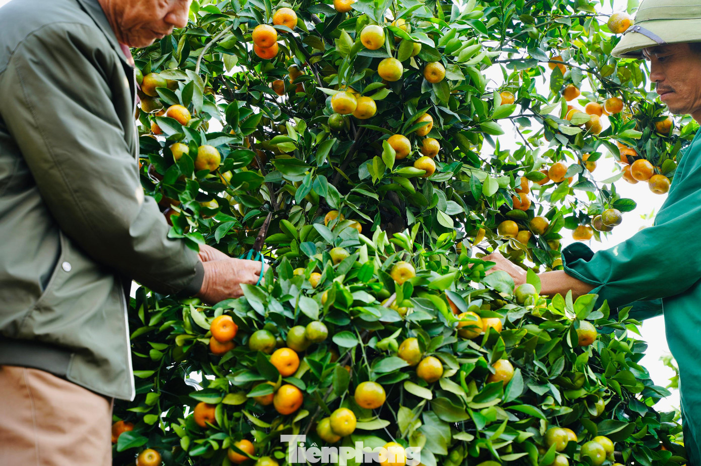 Chủ vườn phải kỳ công chăm sóc, dùng dây thép để gò những cây quýt theo hình dáng lục bình.