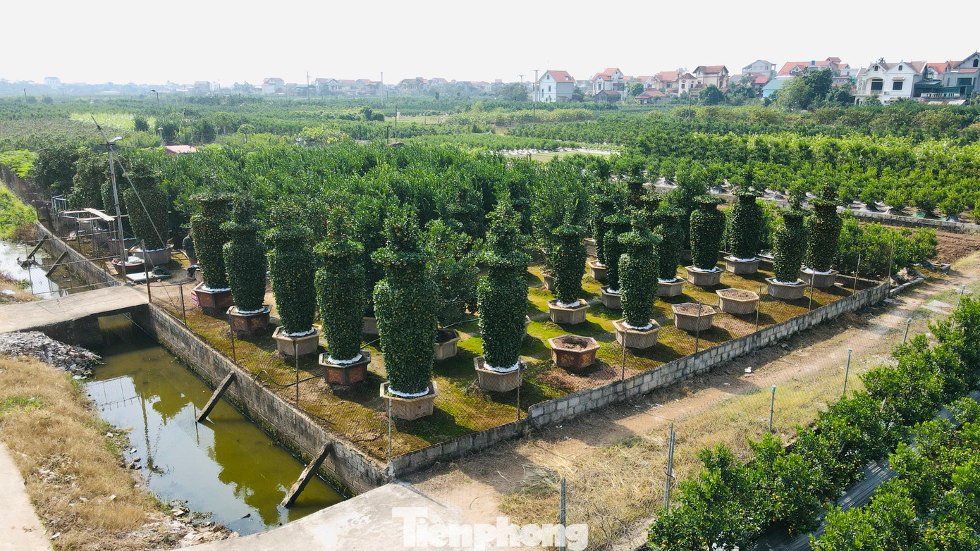 Vườn quýt cảnh ở xã Liên Nghĩa (Văn Giang, Hưng Yên) là nơi có những cặp quýt lục bình "khủng" với chiều cao lên đến 4 m.