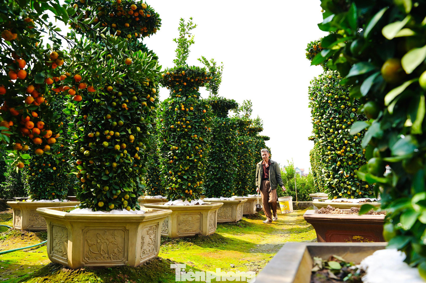 Gia đình nghệ nhân Nguyễn Trung Thành ở xã Liên Nghĩa (Văn Giang , Hưng Yên) đã nổi tiếng gần xa nhiều năm nay với hàng chục cặp quýt lục bình khổng lồ đưa ra thị trường.