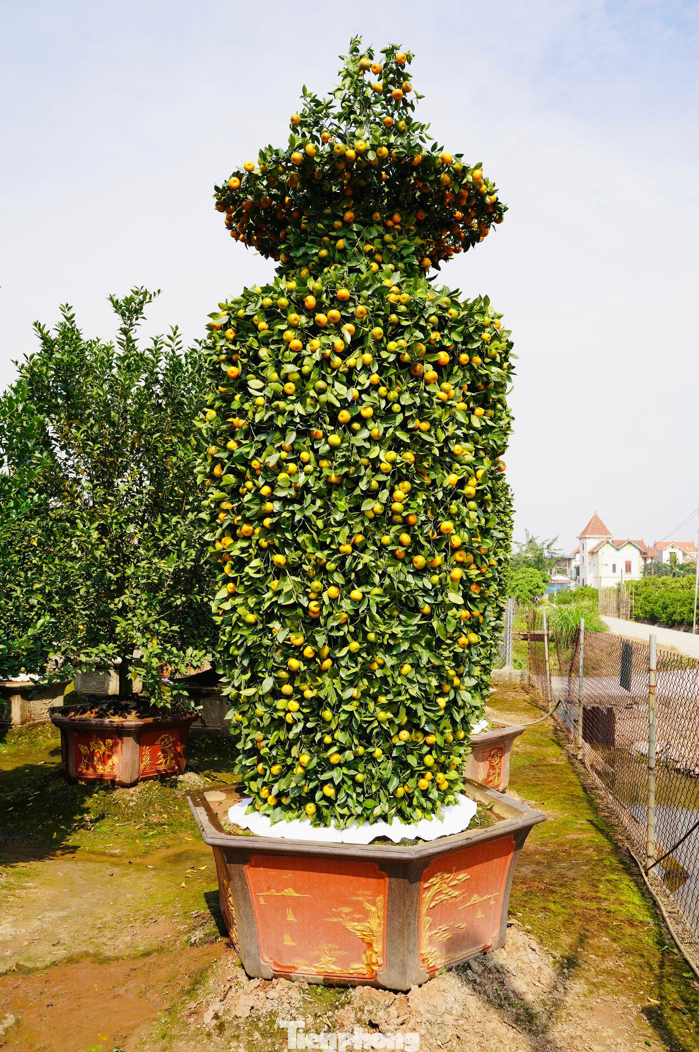 Những cặp quýt lục bình khủng cao quá đầu người luôn thu hút mọi ánh nhìn của người yêu cái đẹp, thích độc, lạ.
