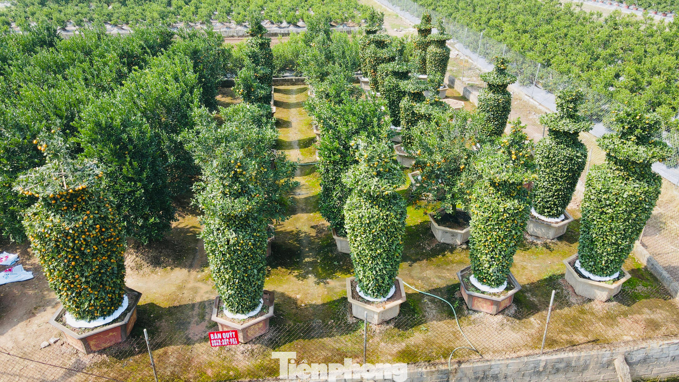 Hàng năm cứ gần đến thời điểm Tết Nguyên đán, dân buôn và người chơi lại đổ về đây để săn tìm những cặp quýt lục bình hoành tráng nhất có một không hai tại nhà vườn này.