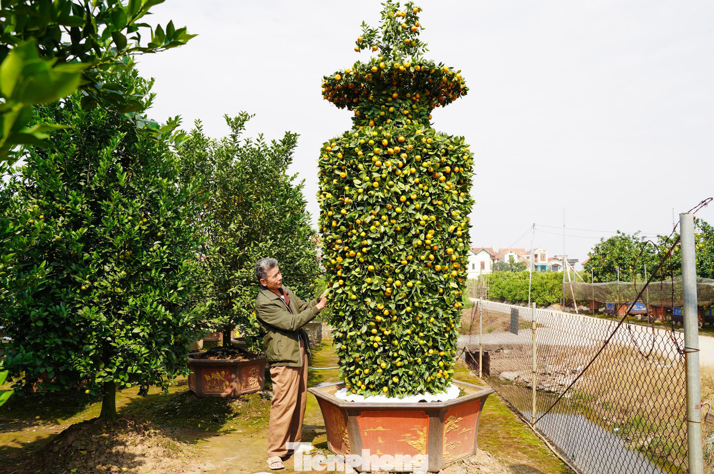 Cặp quýt lục bình độc đáo và khủng này phải mất từ 3-5 năm để tạo dáng và mất khoảng 7 ngày để gò theo thế lục bình, đưa vào chậu phục vụ dịp Tết Nguyên đán năm nay cho người dân".