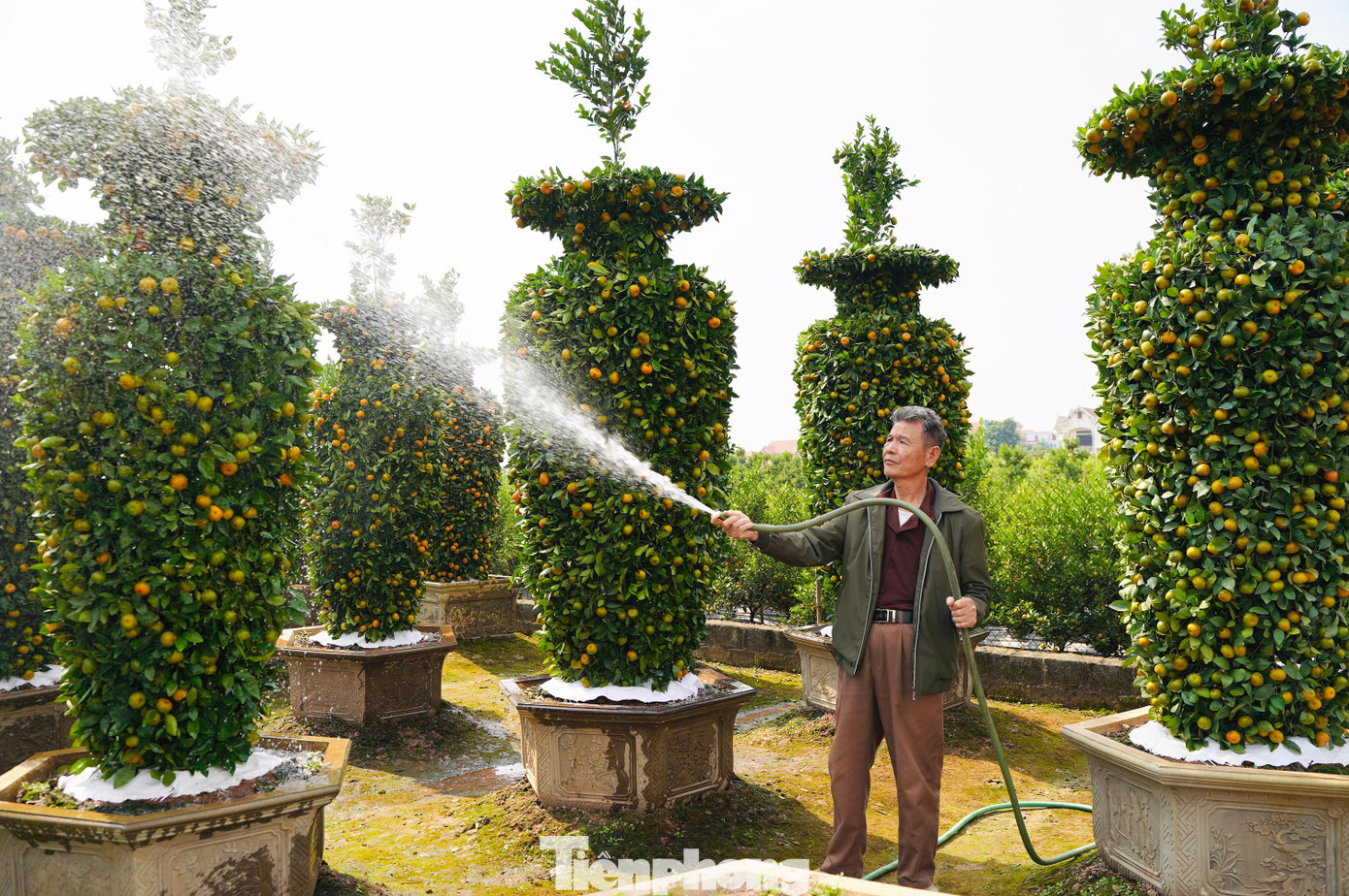 Ông Nguyễn Trung Thành chia sẻ: " Năm nay gia đình tôi đã gò thành công 2 cây quýt lục bình "khủng" nhất từ trước tới nay. "Cặp đôi quýt lục bình có chiều cao lên đến 4 m, tán rộng 1,2 m".