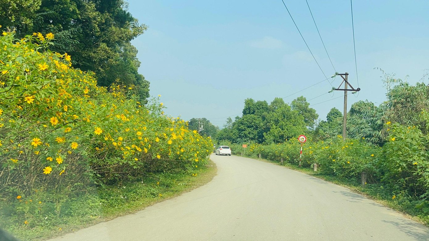 Tại Vườn quốc gia Ba Vì, dã quỳ thường ra hoa vào đầu đông tức vào khoảng tháng 11 hàng năm. Loài cây này thường báo hiệu cho sự xuất hiện của mùa khô.