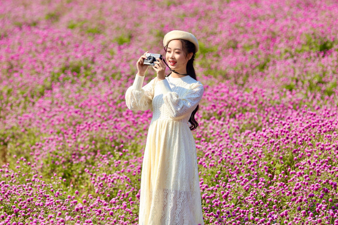 Từ lúc gieo hạt đến khi ra hoa khoảng 4 tháng, từ lúc ra hoa đến lúc tàn khoảng 3 tháng. Mỗi cây hoa bách nhật có chiều cao từ 60 - 70cm, mật độ hoa dày đặc, giúp du khách có nhiều góc để chụp ảnh checkin.