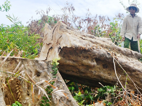 Đoàn Minh Phước trong một lần dẫn phóng viên vào rừng nơi lâm tặc ngang nhiên chặt phá rừng. ảnh: Nguyễn Thành