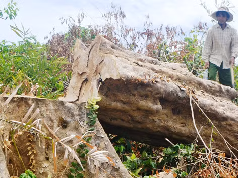 Đoàn Minh Phước trong một lần dẫn phóng viên vào rừng nơi lâm tặc ngang nhiên chặt phá rừng. ảnh: Nguyễn Thành