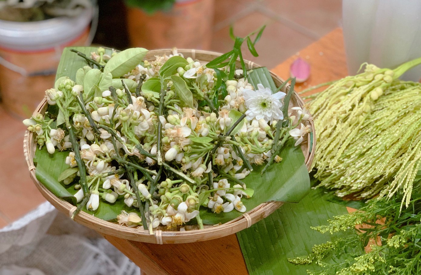 Hoa bưởi đầu mùa được chị em săn mua dâng cúng bàn thờ gia tiên ngày mùng 1 và ngày rằm.