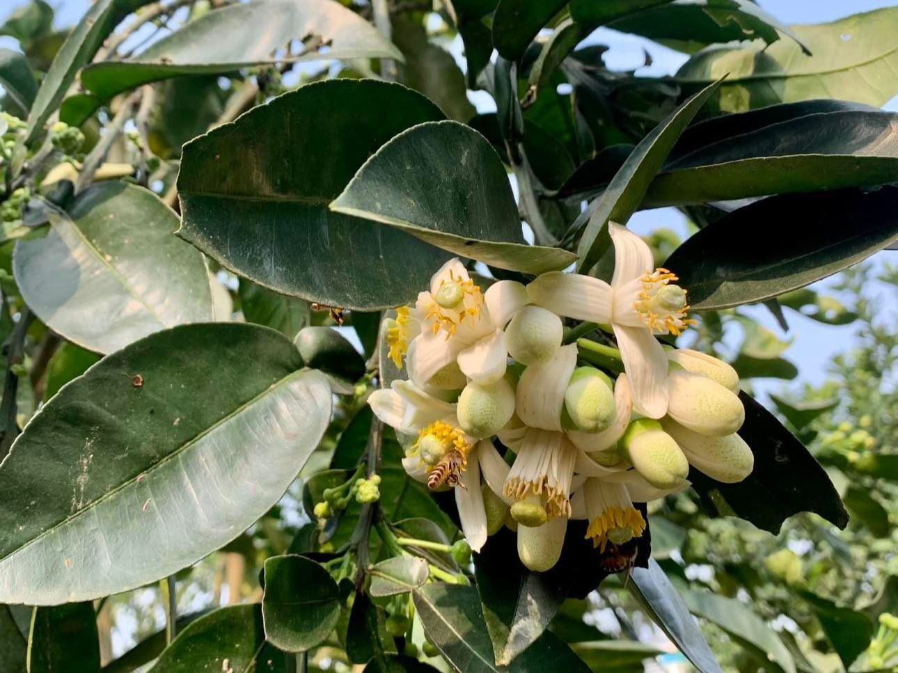 Những bông hoa bưởi trắng ngần tại vườn đang độ nở rộ, tỏa hương thơm ngát.