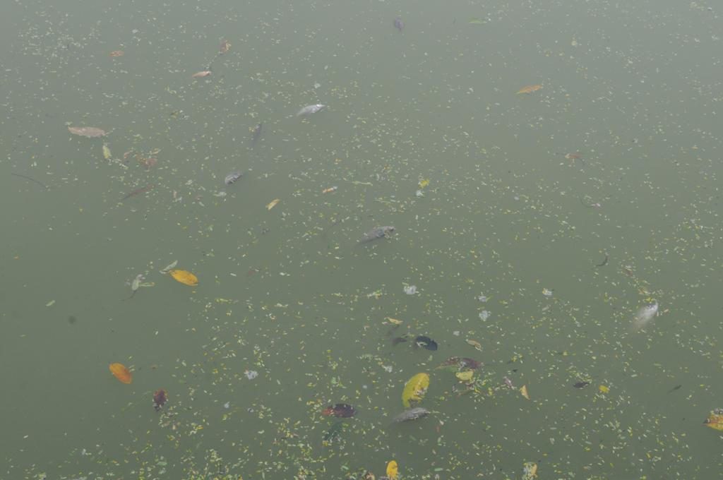 Cá chết cũng được 