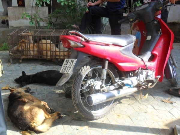 Tang vật bị thu giữ