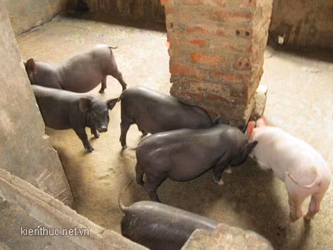 Đàn lợn siêu nạc con này sắp được bà Th 