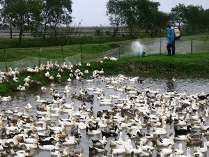 Phun thuốc tiêu độc khử trùng cho vịt nuôi. Ảnh: Hồ Cầu/TTXVN. Phun thuốc tiêu độc khử trùng cho vịt nuôi. Ảnh: Hồ Cầu/TTXVN