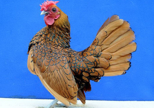 Uyên ương được coi là biểu tượng của hạnh phúc, sự chung thủy trong hôn nhân