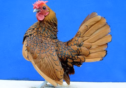 Uyên ương được coi là biểu tượng của hạnh phúc, sự chung thủy trong hôn nhân