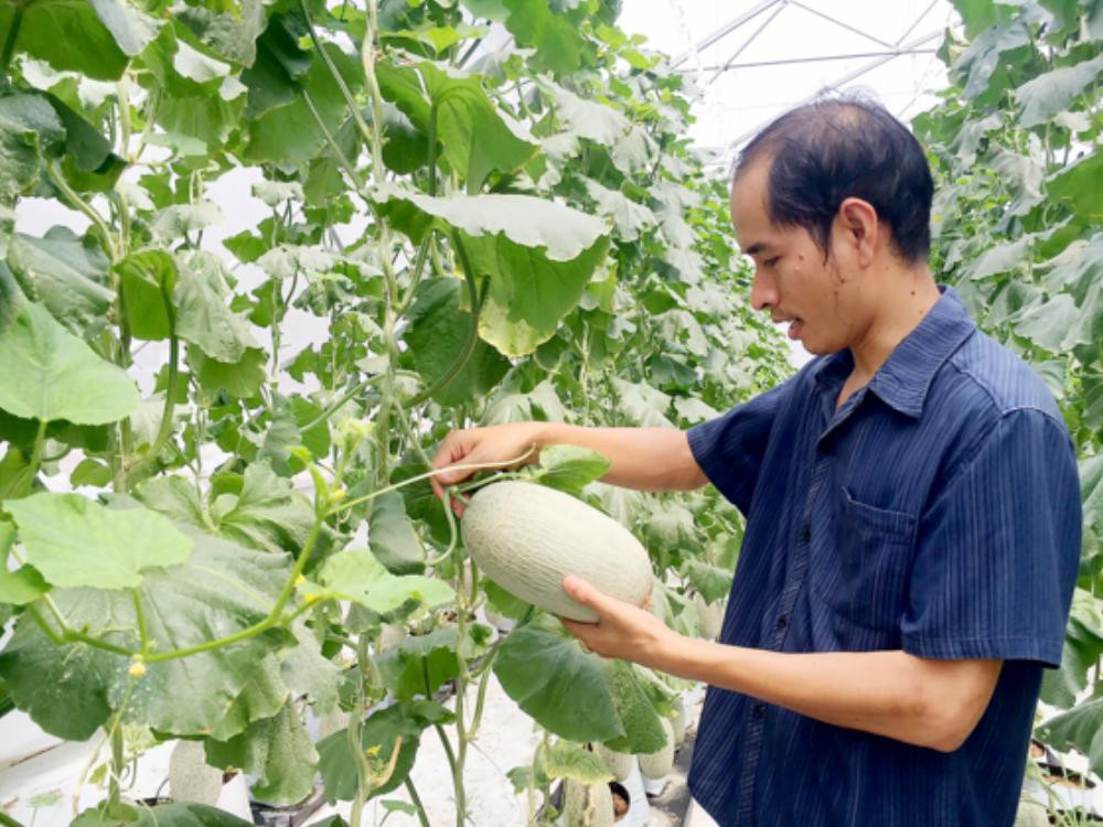 Nông dân TPHCM hiện nay hầu hết đã chuyển sang mô hình nông nghiệp kỹ thuật cao