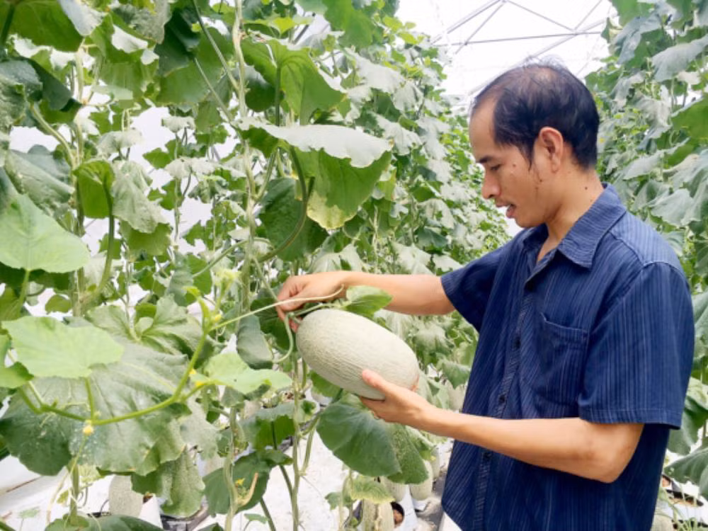 Nông dân TPHCM hiện nay hầu hết đã chuyển sang mô hình nông nghiệp kỹ thuật cao Nông dân TPHCM hiện nay hầu hết đã chuyển sang mô hình nông nghiệp kỹ thuật cao