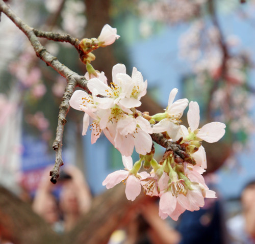 Cánh hoa anh đào khoe sắc trong lễ hội Genka 2011