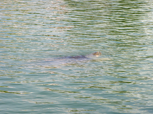 Khoảng gần 14 giờ, cụ Rùa bất ngờ nổi ở khu vực bờ hồ, phía đường Lê Thái Tổ, đoạn trước cửa báo Hà Nội Mới. Ảnh: Lãng Phong