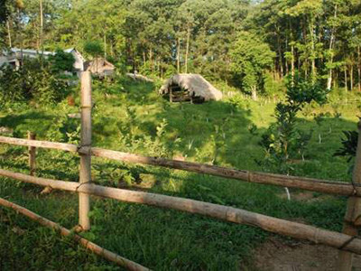 Nhiều hộ dân bản Ngòi Tu, xã Vũ Linh, huyện Yên Bình, Yên Bái mong được giao, được thuê đất trồng rừng. Nhiều hộ dân bản Ngòi Tu, xã Vũ Linh, huyện Yên Bình, Yên Bái mong được giao, được thuê đất trồng rừng