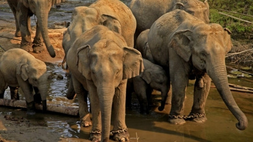 Đàn voi Myanmar bị chợ trực tuyến Trung Quốc 'sát hại'? ảnh 1