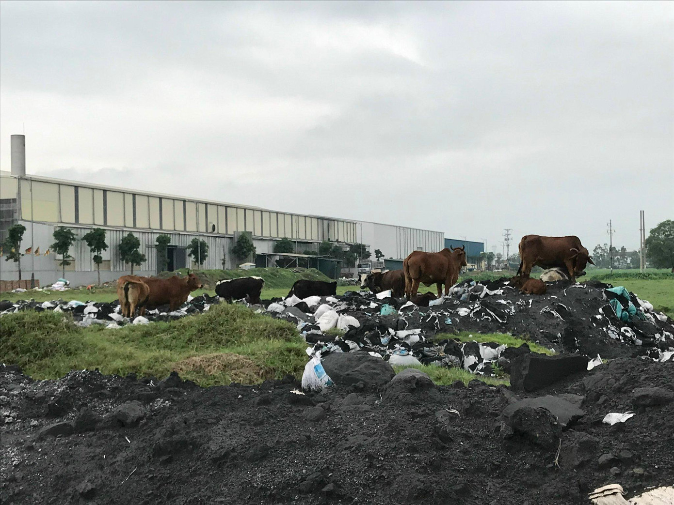 Khu rác thải cạnh CCN Mẫn Xá - Văn Môn.