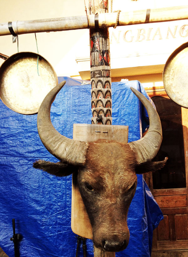 Trâu khủng 'Lang Biang' ảnh 1