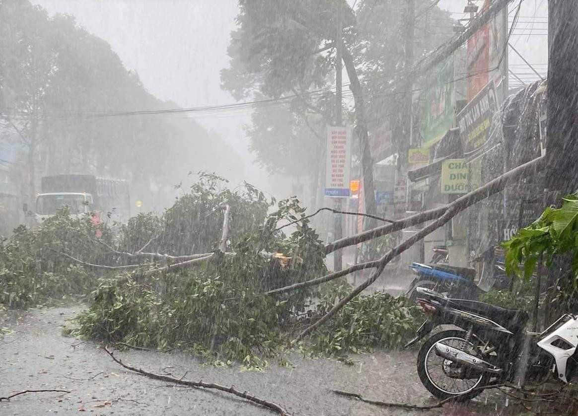 Mưa lớn làm cây xanh gãy đổ trên đường Lê Hồng Phong (TP Thủ Dầu Một, Bình Dương)