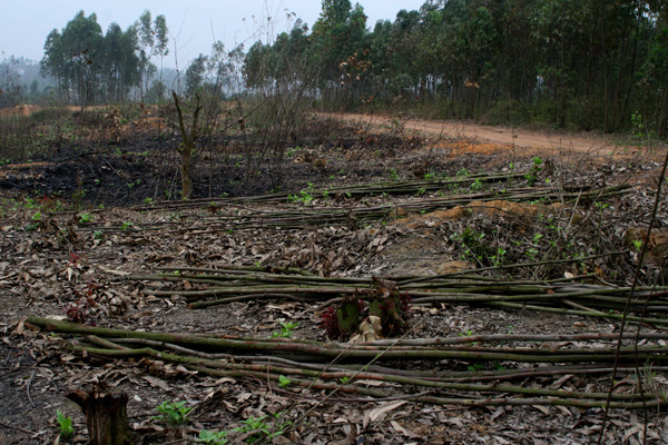 Ảnh tàn phá di tích Đền Hùng ảnh 2