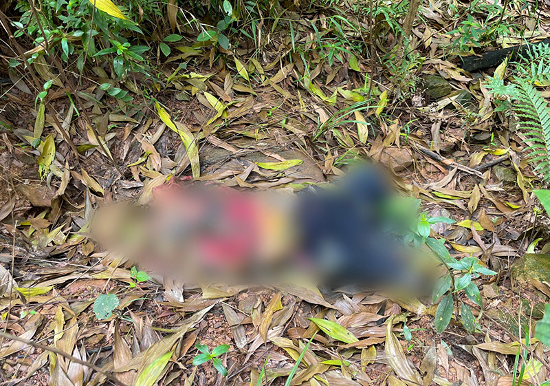 Ông T. được người dân phát hiện tử vong trong rừng keo