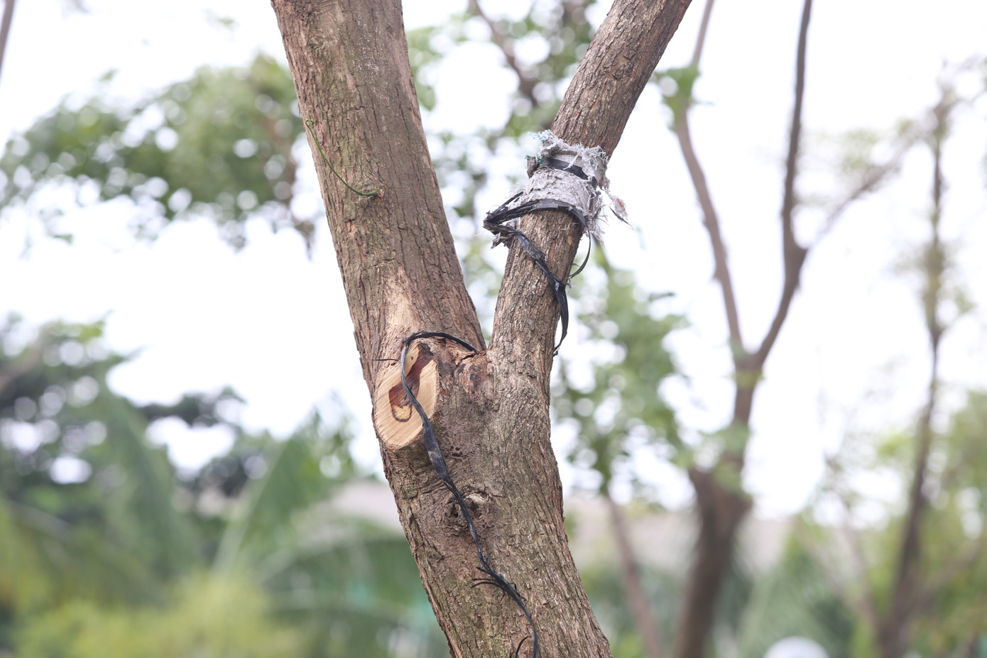 Vị trí cây xanh được cho là ngã đổ trong cơn mưa to vài ngày trước. Vị trí cây xanh được cho là ngã đổ trong cơn mưa to vài ngày trước.